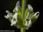 Sideritis pusilla