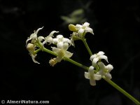 Galium lucidum
 ssp fruticescens
