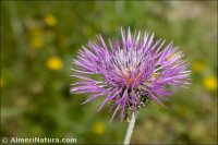 Galactites tomentosus