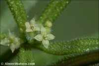 Galium aparine
 subsp. spurium