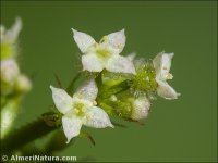 Galium aparine