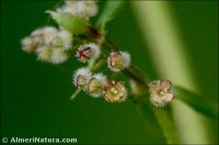 Galium parisiense