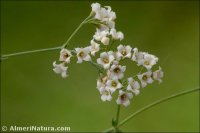 Galium pruinosum