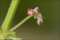 Galium setaceum