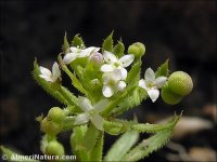 Galium tricornutum