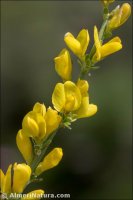 Genista cinerea