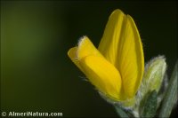 Genista ramosissima