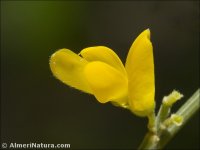 Genista spartioides