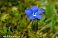 Gentiana sierrae