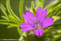 Geranium dissectum