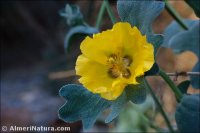 Glaucium flavum