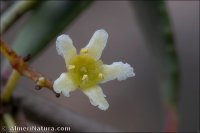 Gymnosporia senegalensis