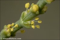 Haloxylon tamariscifolium