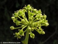 Hedera helix