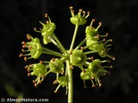 Hedera helix