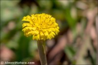 Hedypnois rhagadioloides