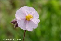 Helianthemum apenninum