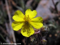 Helianthemum cinereum
 ssp rotundifolium