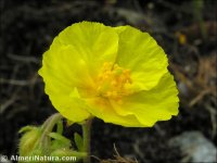 Helianthemum hirtum