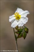 Helianthemum violaceum