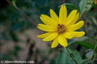 Helianthus tuberosus