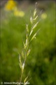 Helictochloa levis