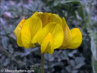 Hippocrepis bourgaei