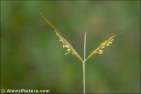 Hyparrhenia hirta