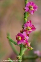 Haloxylon tamariscifolium