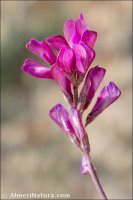 Hedysarum boveanum
 ssp europaeum