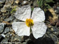 Helianthemum apenninum
 ssp suffruticosum