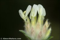 Anthyllis vulneraria
 subsp. arundana