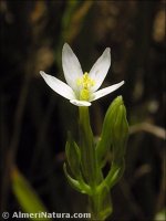 Centaurium quadrifolium
 ssp lineariifolium
