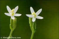 Centaurium quadrifolium