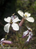 Coincya monensis
 ssp cheiranthos