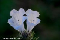 Echium creticum
 subsp. granatense