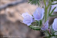 Echium humile subsp. pycnanthum