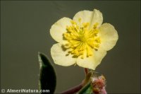 Helianthemum cinereum
 subsp. rotundifolium