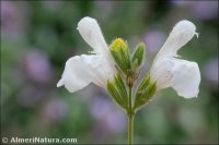 Salvia lavandulifolia
 subsp. vellerea