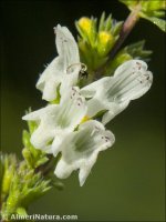 Satureja cuneifolia