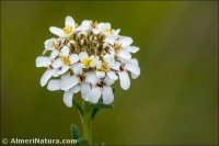 Iberis saxatilis
 subsp. cinerea