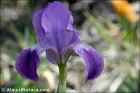 Iris lutescens