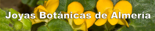 bannerjoyasbotanicas