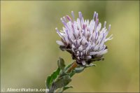 Jasione crispa subsp. amethystina