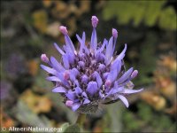 Jasione crispa subsp. amethystina