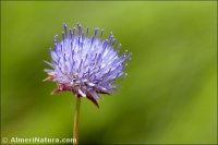 Jasione montana