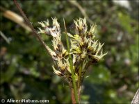 Juncus conglomeratus