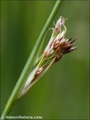 Juncus inflexus