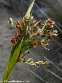 Juncus maritimus