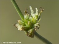 Juncus pygmaeus